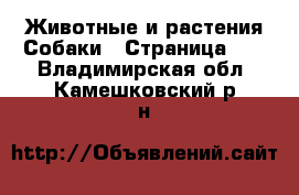 Животные и растения Собаки - Страница 22 . Владимирская обл.,Камешковский р-н